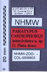 Etiketten zu Cardiophorus intercivitates (Platia, 2010) (NHMW-ZOO-COL-0006803)